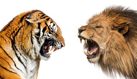 tiger vs lion in chaina