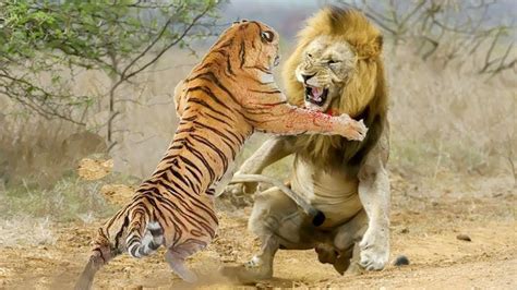 tiger vs lion video fight