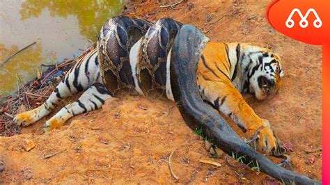tiger vs python snake real fight