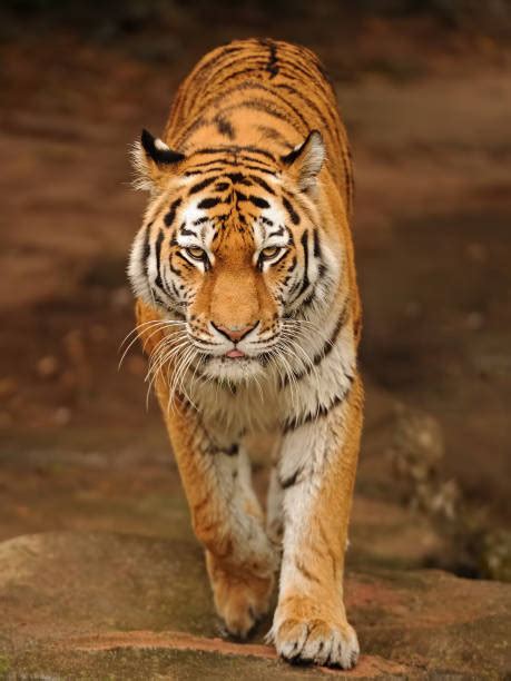 tiger walking towards camera