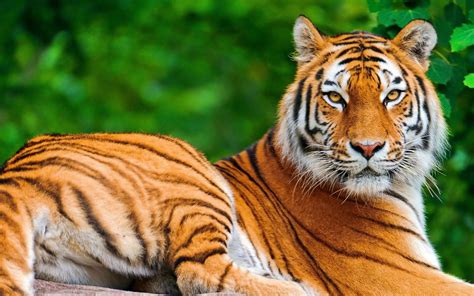 tiger wallpaper download for pc