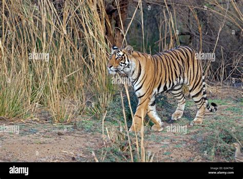 Tiger Watching Ranthambore