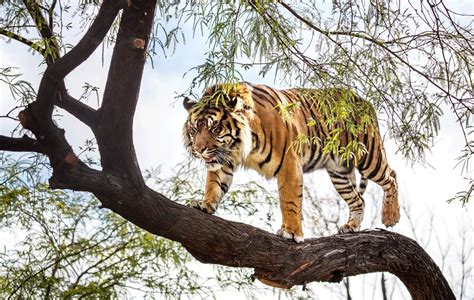 Tigers Climbing Trees