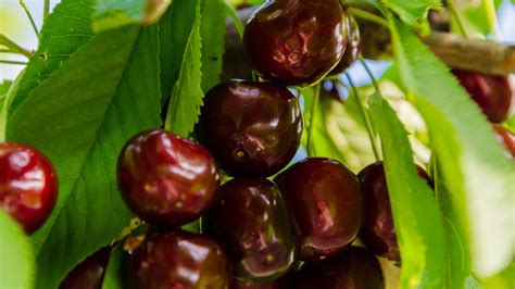 tight black cherries