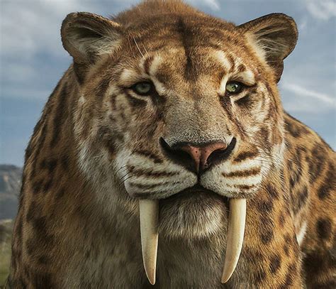 Tigre Dientes De Sable