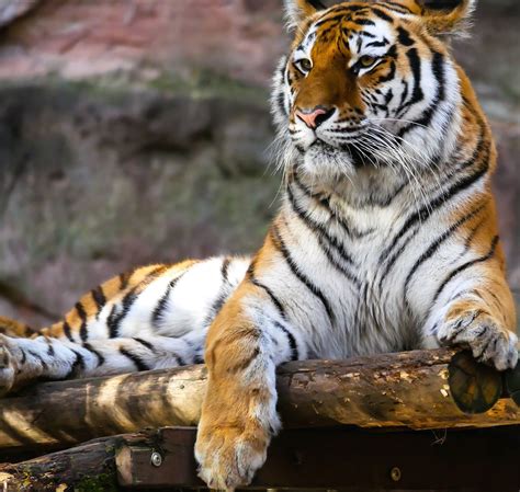 tigres animales salvajes