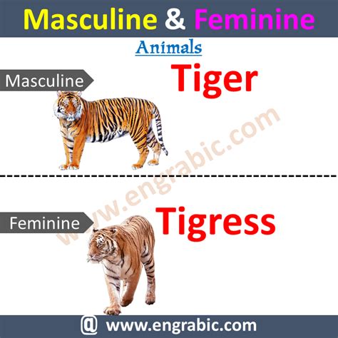 tigress meaning in urdu