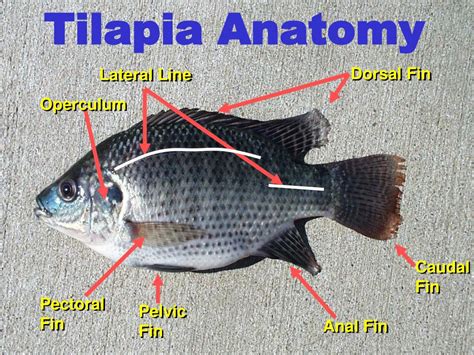 tilapia classification