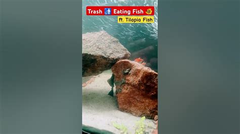 Tilapia Eats Garbage