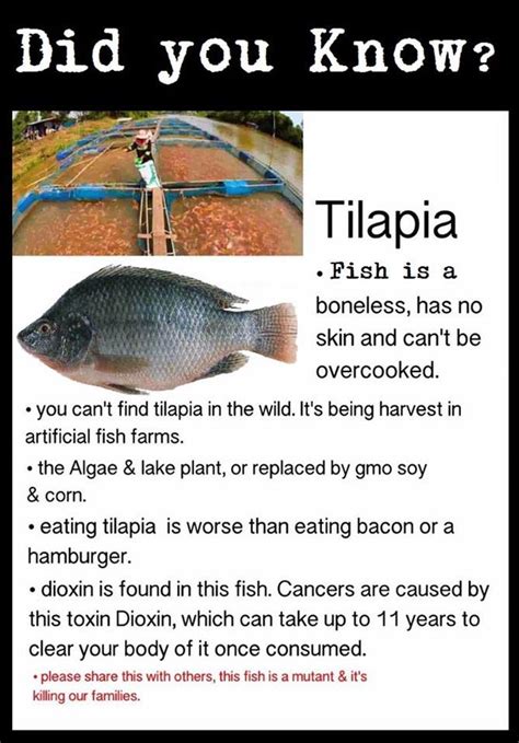 Contaminated Tilapia