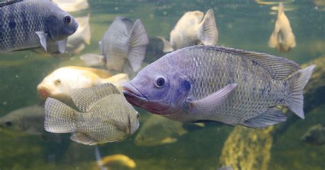 tilapia fake fish in US