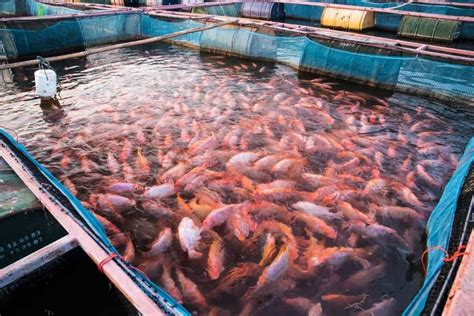 tilapia fish farming