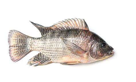 Tilapia Fish Raw