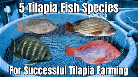 Tilapia Quality Fish