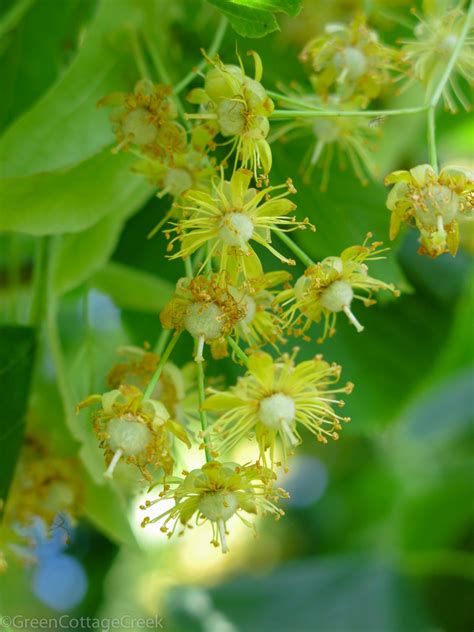 Tilia Flowers In Pregnancy