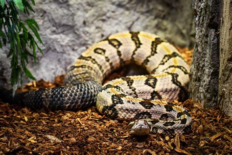 timber rattlesnake for sale