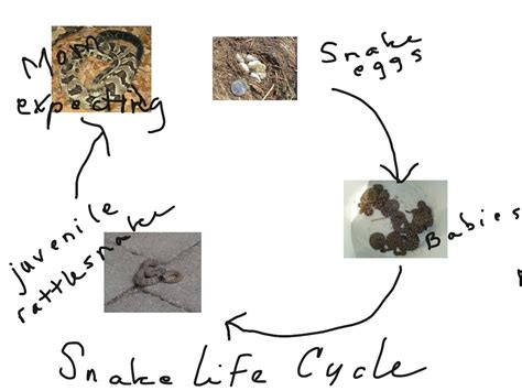 timber rattlesnake life cycle