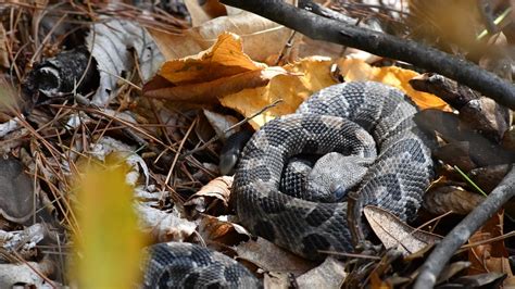 timber rattlesnakes in nh