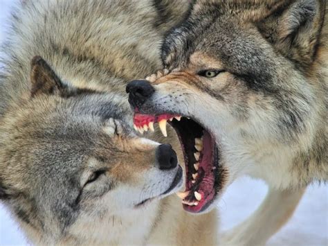 timber wolf bite force