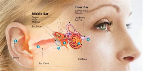 tinnitus related to hearing loss