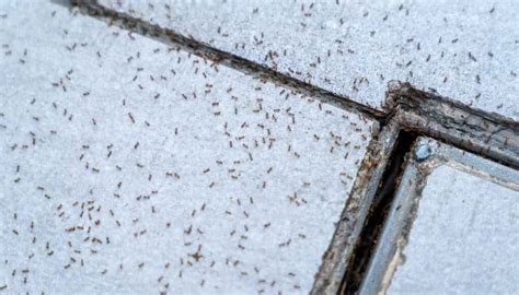 Awasome Tiny Ant Like Bugs In Bathroom References