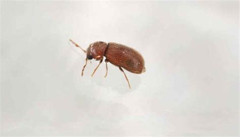 tiny brown beetles in bathroom