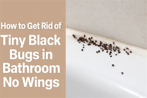 Review Of Tiny Bugs In Bathroom No Wings References