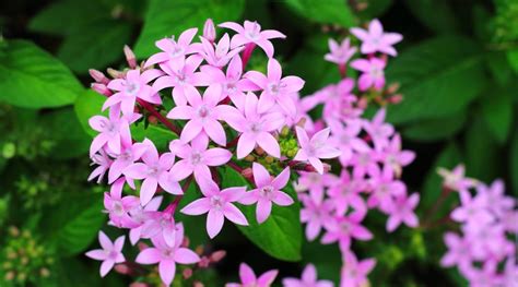 Tiny Clusters Of Flowers