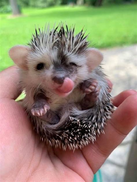 Tiny Cute Hedgehog