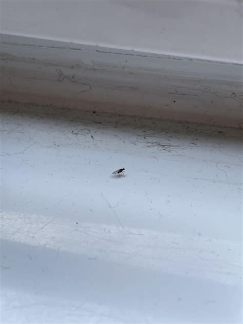 Tiny Flies In House That Bite