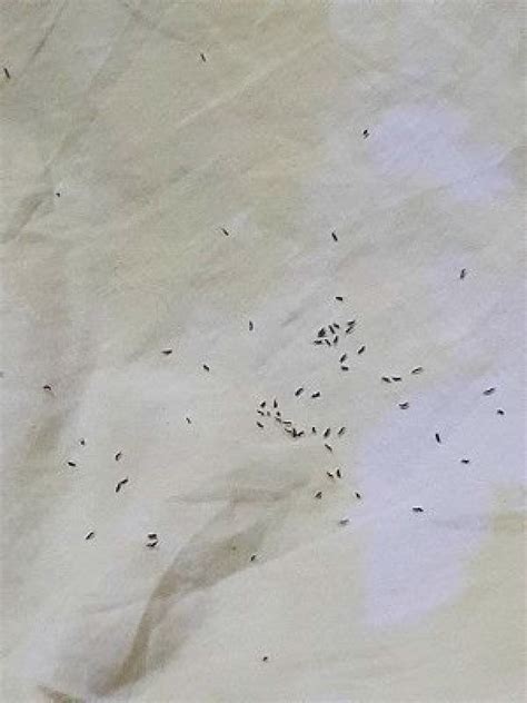 Awasome Tiny Flying Bugs In Bedroom At Night Ideas