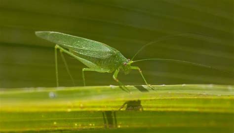 8 Things tiny green bugs that bite: Identification, Bites, & Control Guide