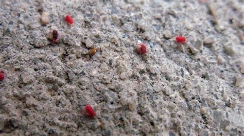 Here Are 10 Facts tiny red bugs in your bed Are They Bed Bugs