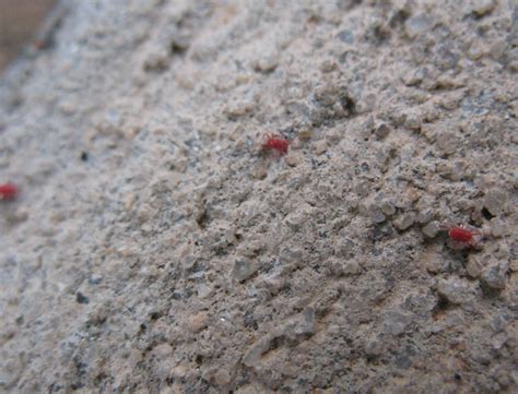 Tiny Red Bugs On Concrete Patio