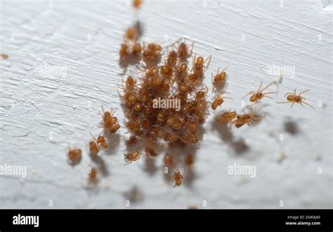 tiny spiders in house on ceiling
