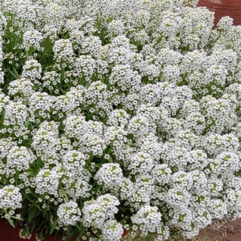 Tiny Tim Alyssum