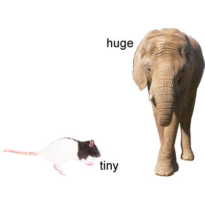 tiny tiny definition