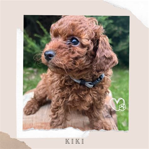 Tiny Toy Cavoodles Melbourne