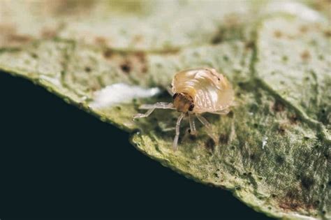 Tiny White Bugs In Bedroom