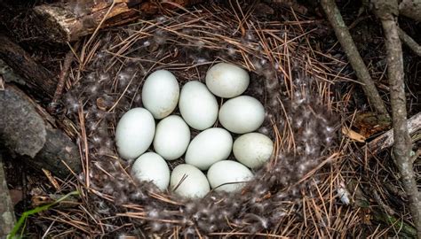 Tiny White Eggs In Nest