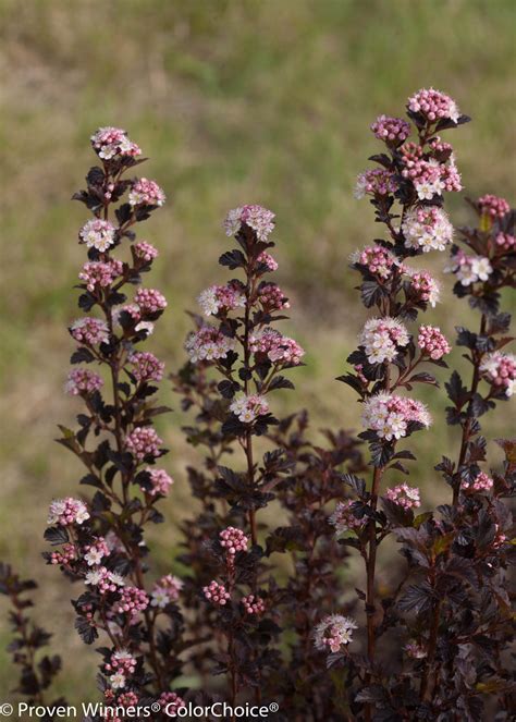 Tiny Wine Dwarf Ninebark
