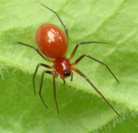 37 Tiny Red Spider Species (Pictures and Identification)
