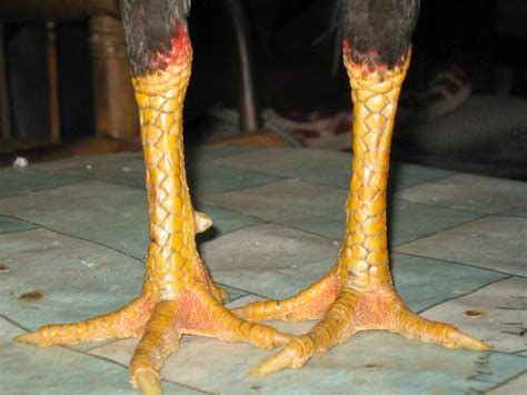 tipe kaki ayam bangkok pembunuh