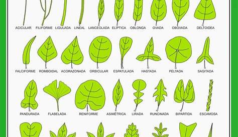 Tipos de hojas