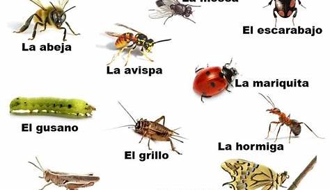 Insectos con sus nombres en español para niños - Imagui