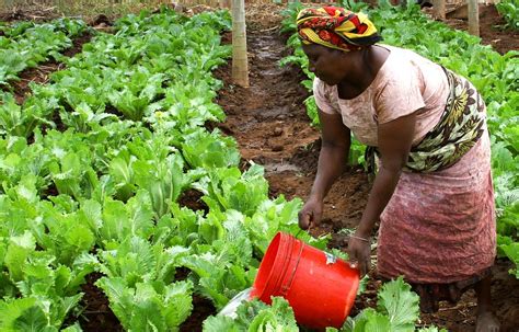 tipos de agricultura em angola