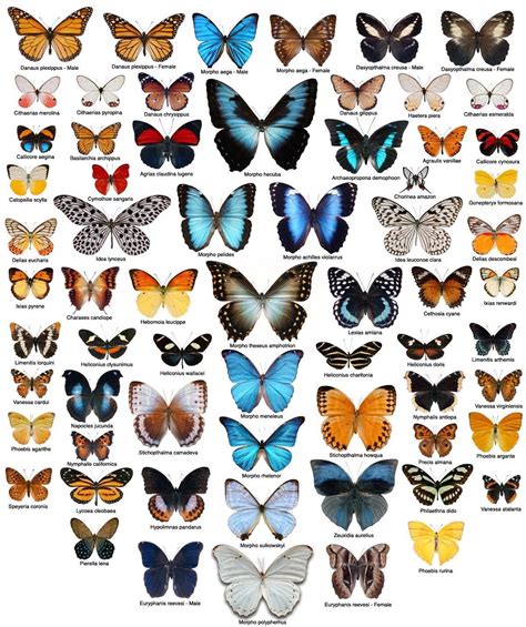 tipos de especies de mariposas