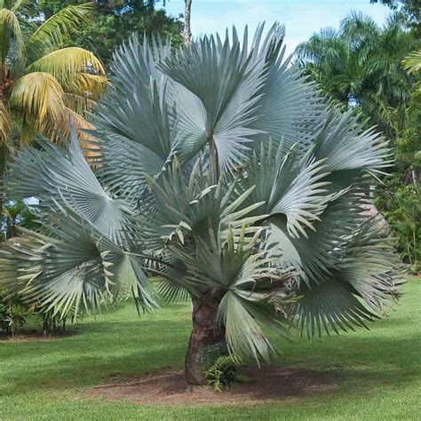 tipos de palmeiras no brasil