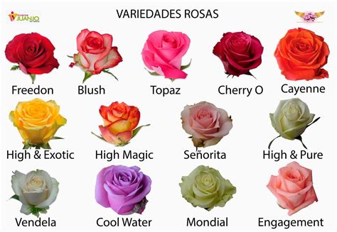 tipos de rosas color