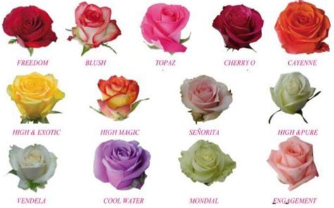 tipos de rosas color y sus nombres